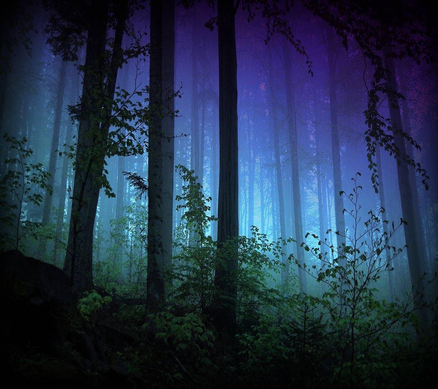 Download Night Forest Wallpaper by Mr__Wanted now. Browse millions of popular 2160x1920 Wallpa. Forest wallpaper, Misty forest, Foggy forest
