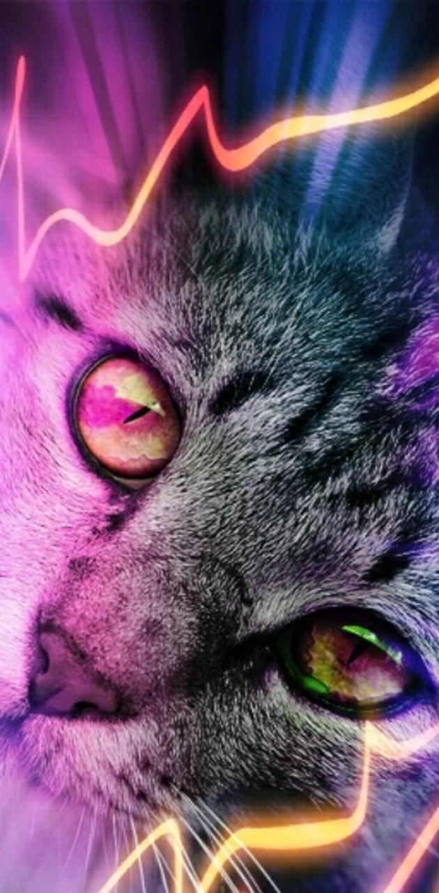 purple cat wallpaper