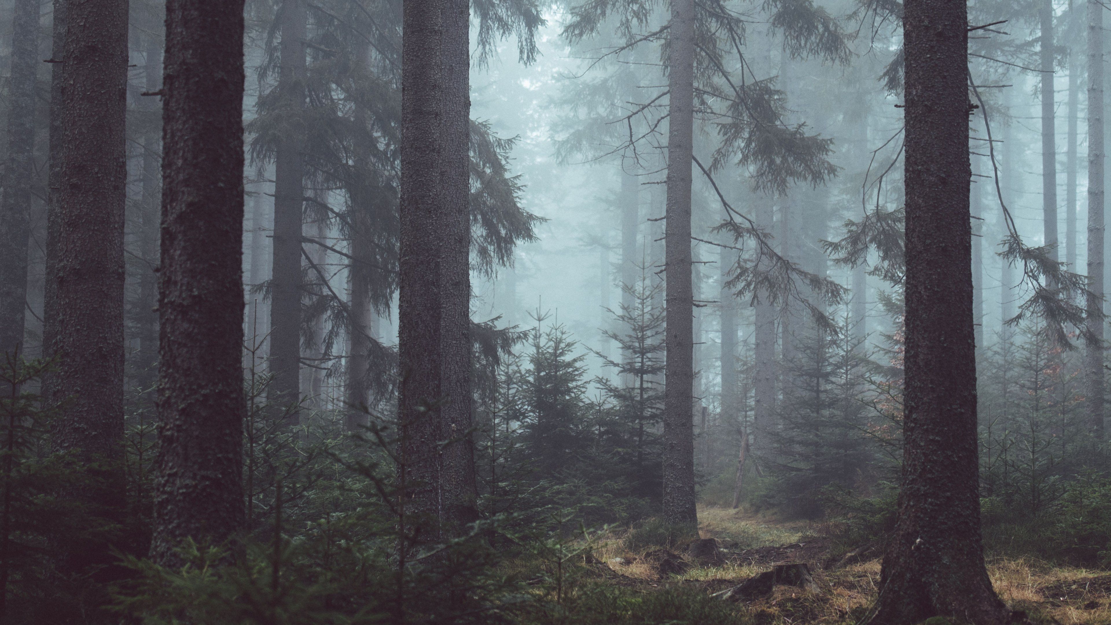 Forest HD Wallpaper Free download