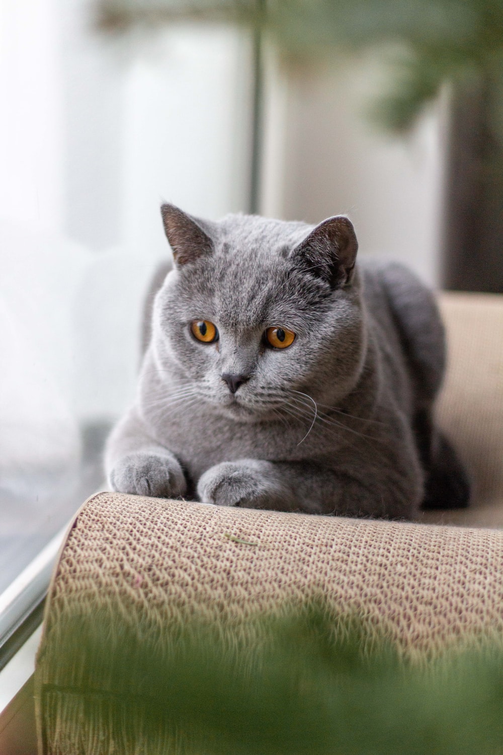 British Shorthair Cat Wallpapers - Wallpaper Cave