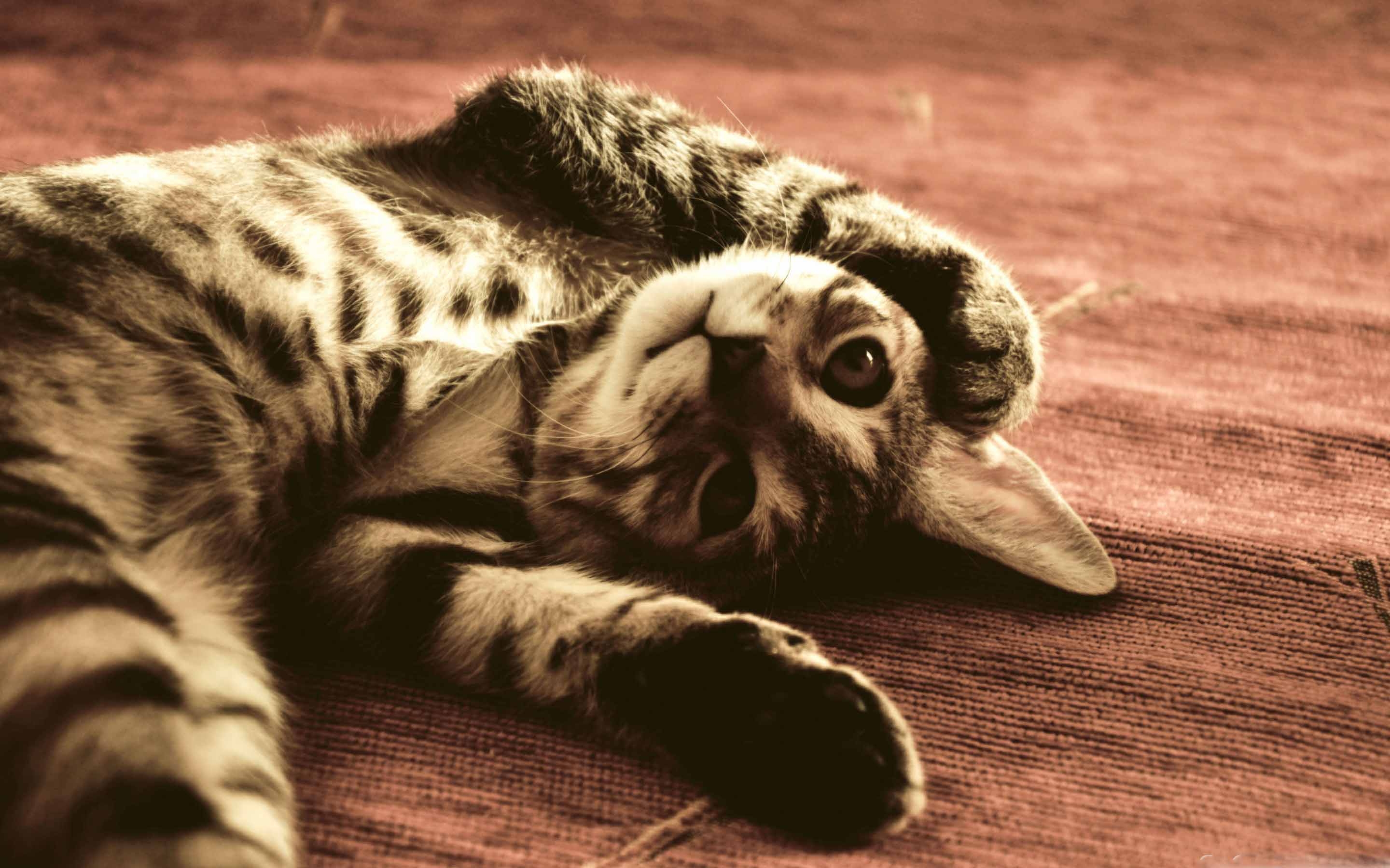 Funny Cat Mac Wallpaper Download