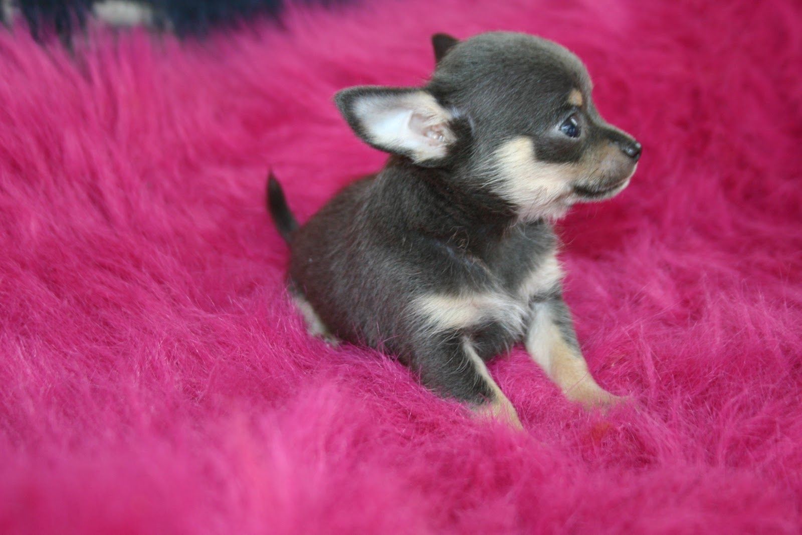 Chihuahuas Very Cute Puppy Wallpaper