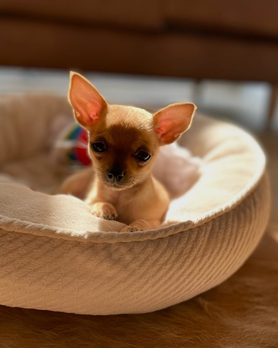 Baby Chihuahua Photo
