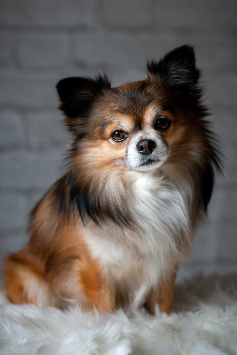 Chihuahua Dog Picture. Download Free Image