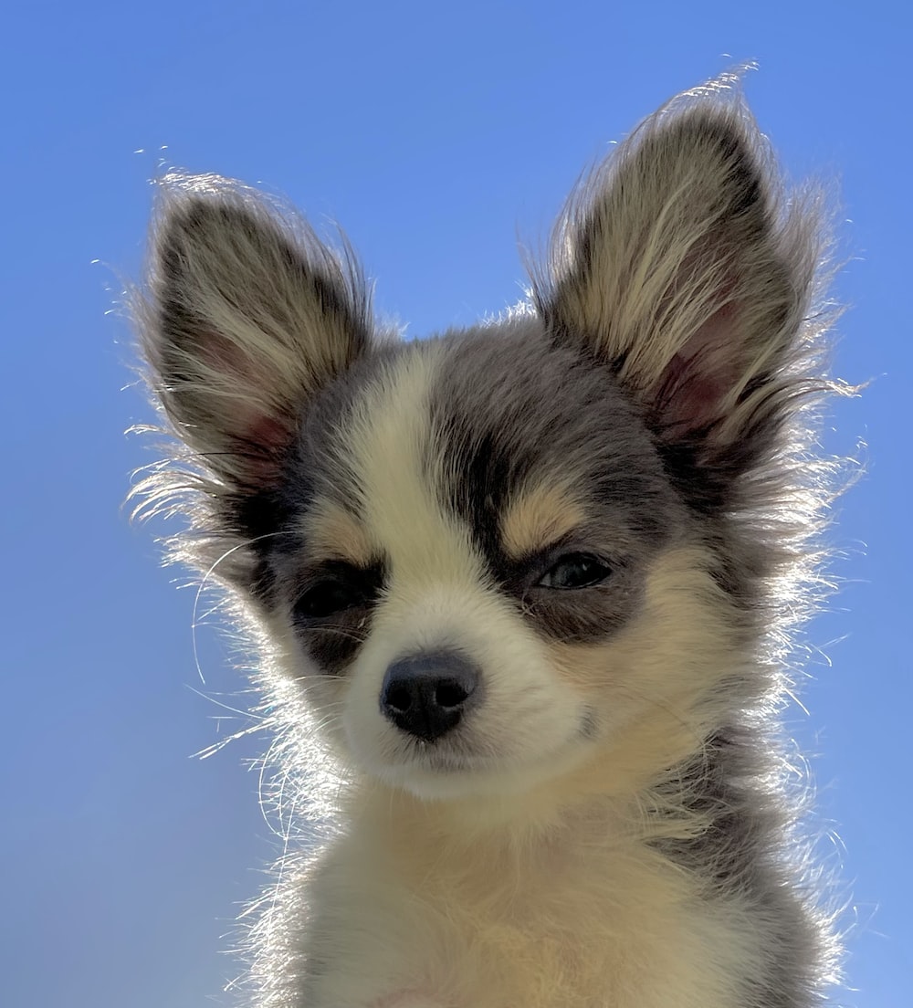 adult brown smooth Chihuahua photo