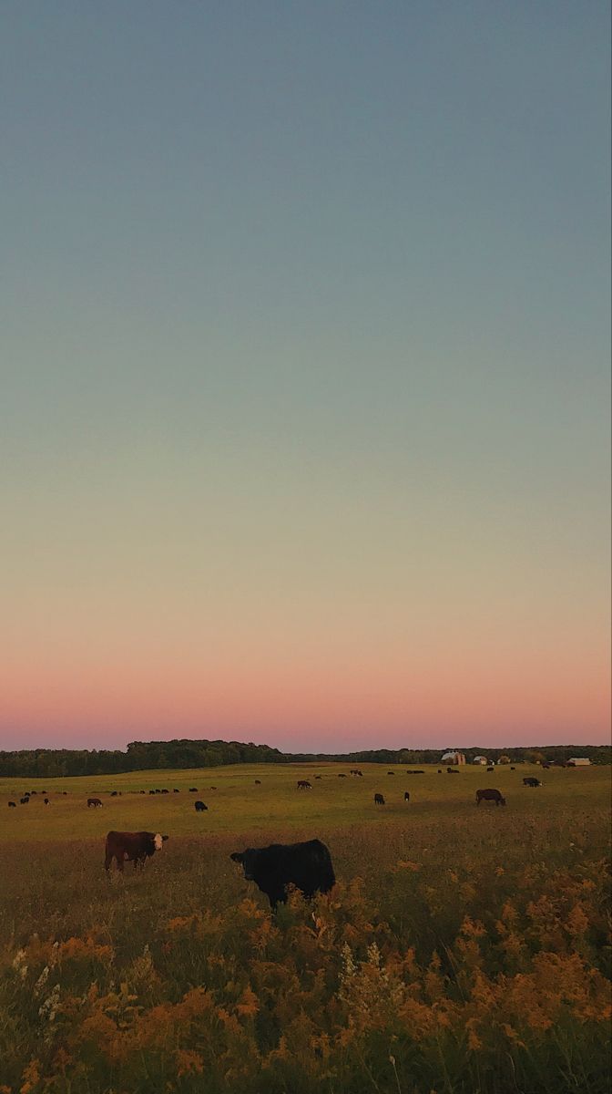 gold mood sunset cows. Nature aesthetic, Sky aesthetic, Scenery