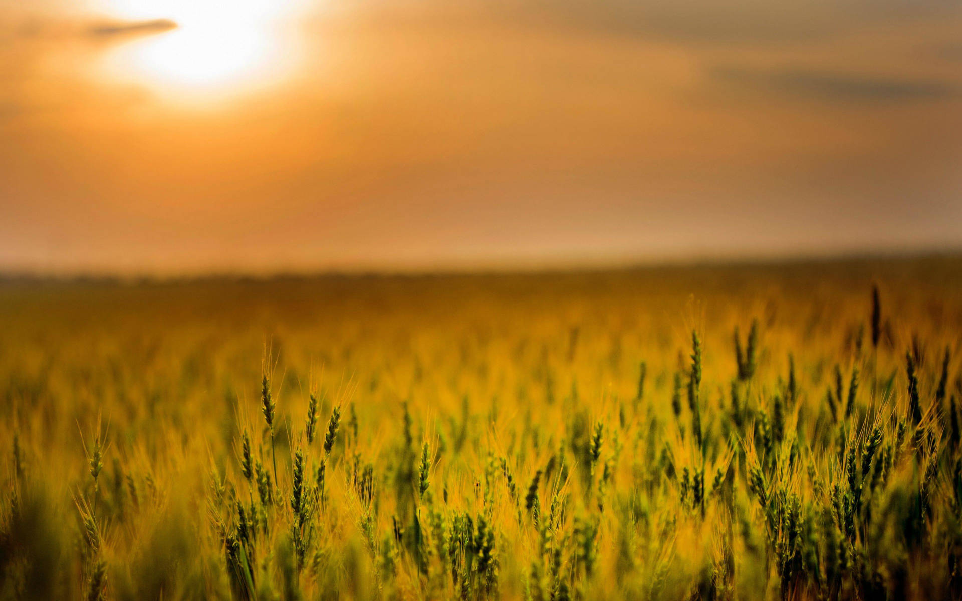 Download Wheat Field Agriculture On Sunset Wallpaper