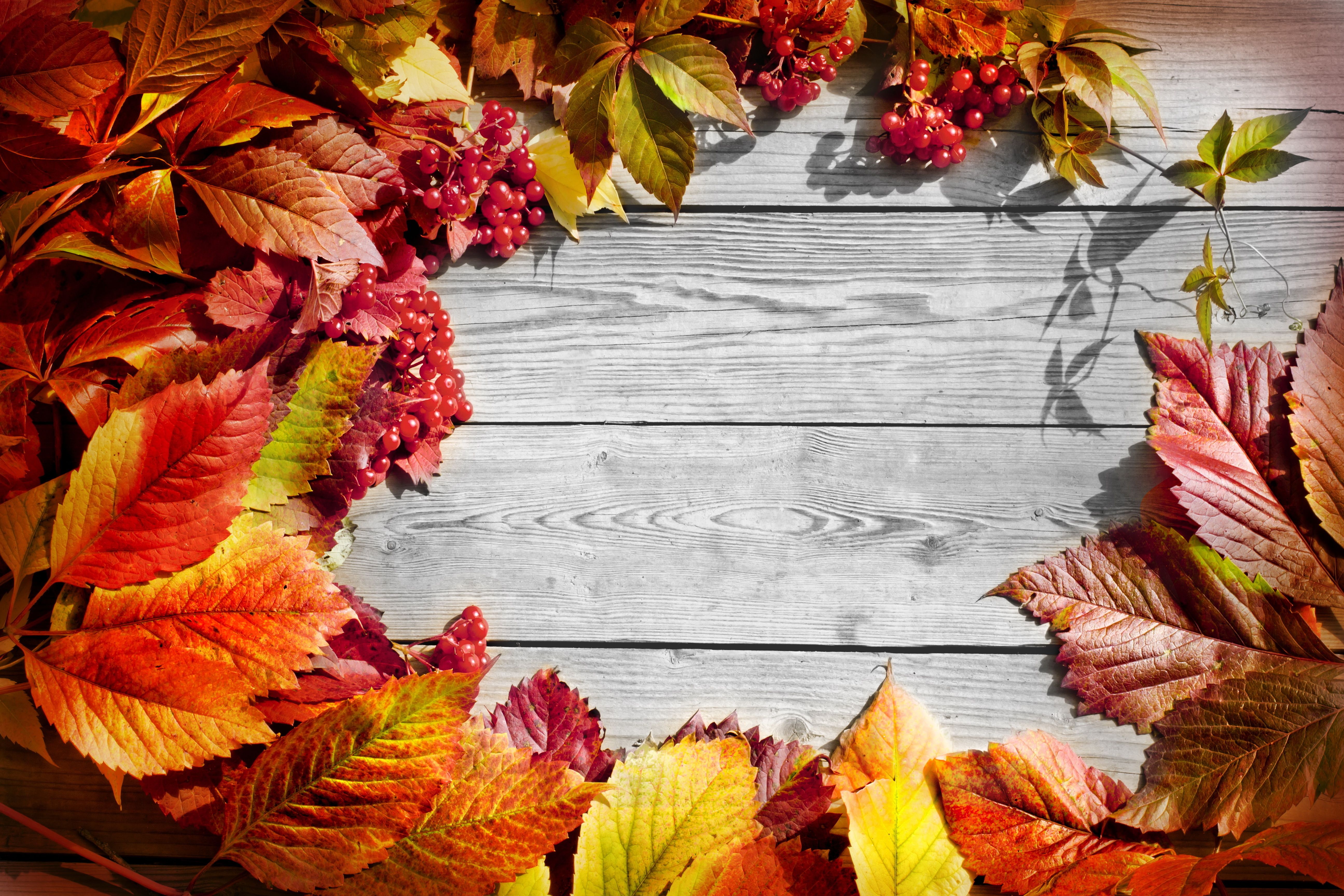 Fall Wood Wallpaper