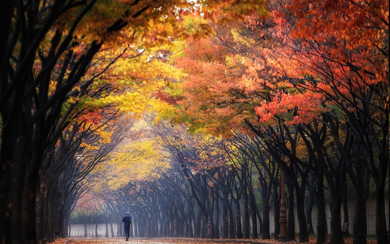 nature, Landscape, Morning, Fall, Trees, Park, Colorful, Sunbeams, Mist, Running, Tunnel, Leaves Wallpaper HD / Desktop and Mobile Background