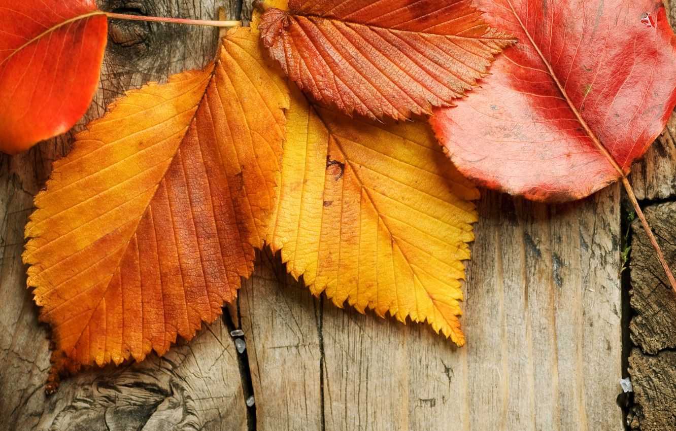 Fall Wood Wallpaper