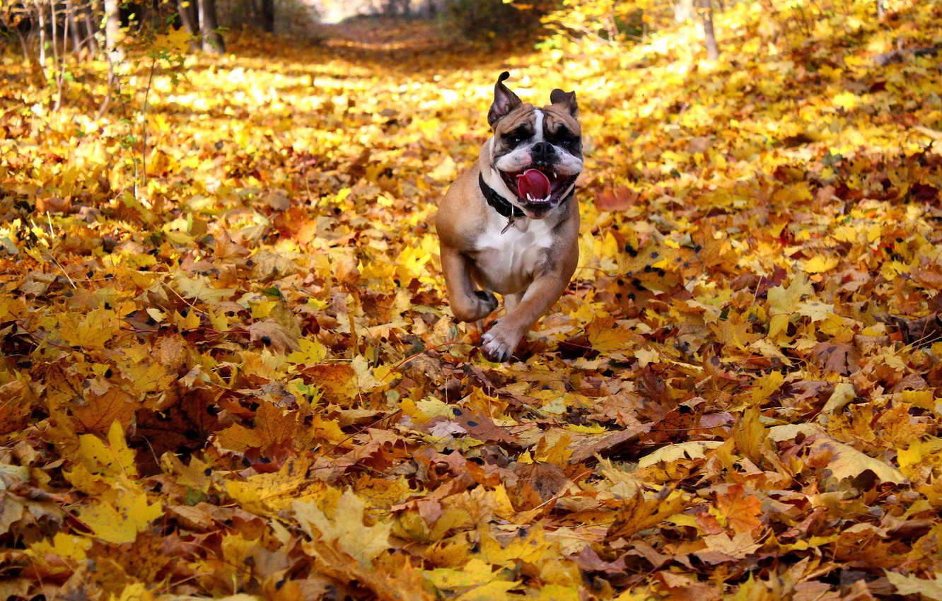 Wallpaper happy, dog, fall, running image for desktop, section собаки