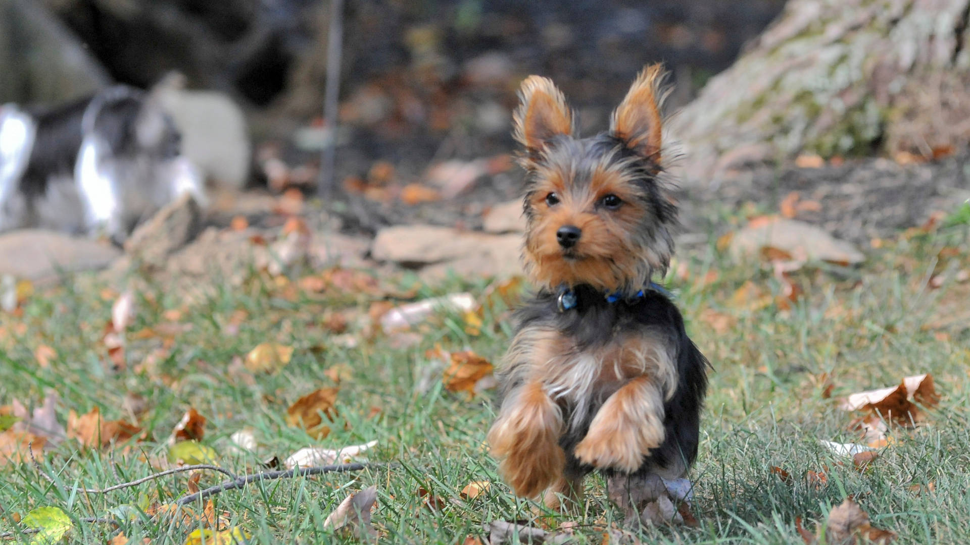 Download Yorkshire Terrier Running In Autumn Wallpaper
