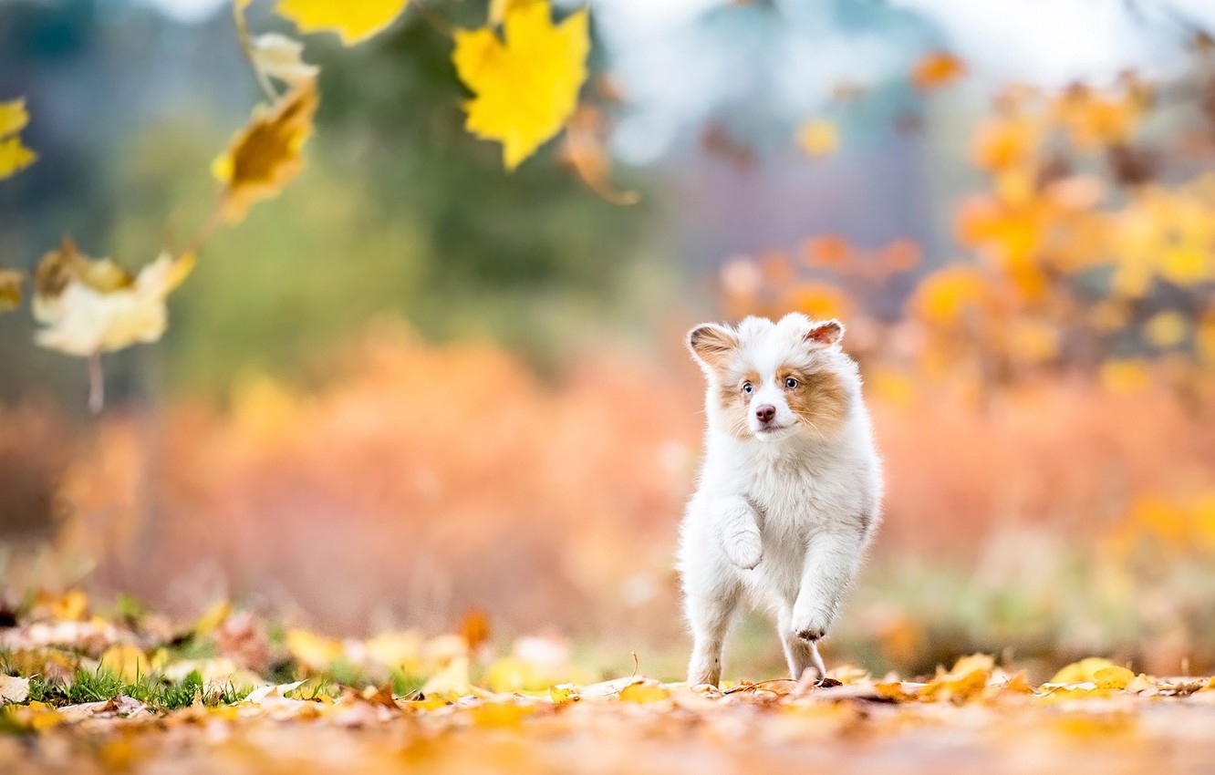 Wallpaper autumn, look, leaves, nature, dog, baby, running, puppy, walk, falling leaves, Australian shepherd, Aussie image for desktop, section собаки