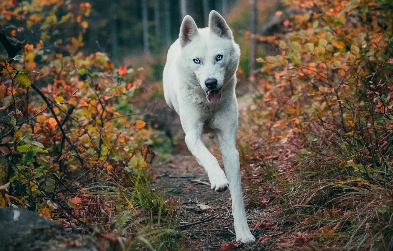 Running Autumn Wallpapers - Wallpaper Cave