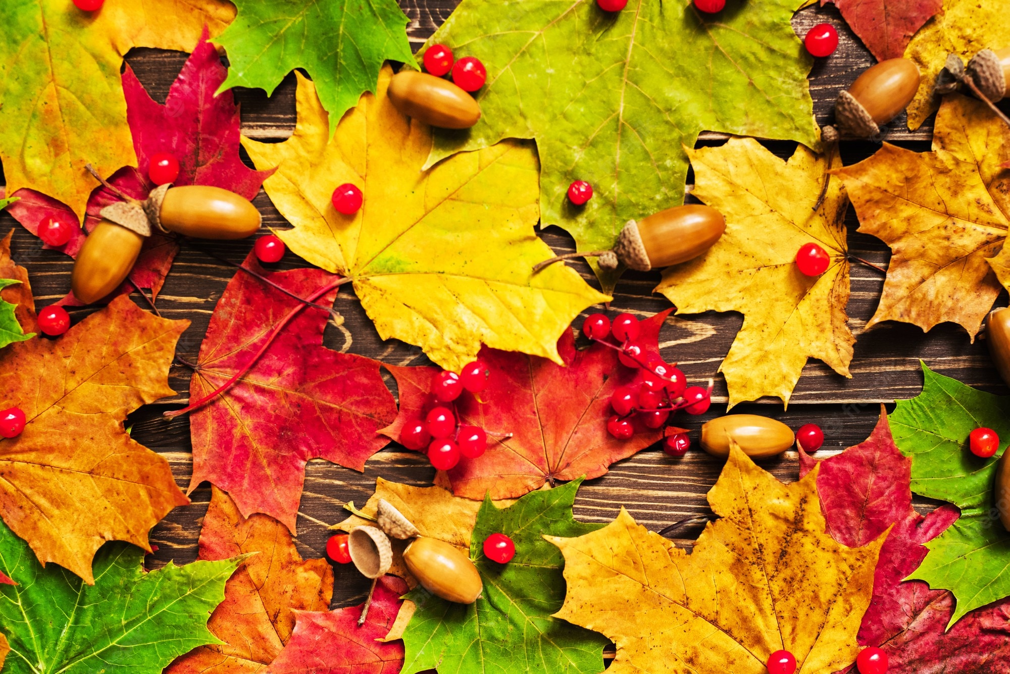 Premium Photo. The concept of autumn background. dry maple and acorn leaves on a wooden background with a copy of the space and a clean place for your text