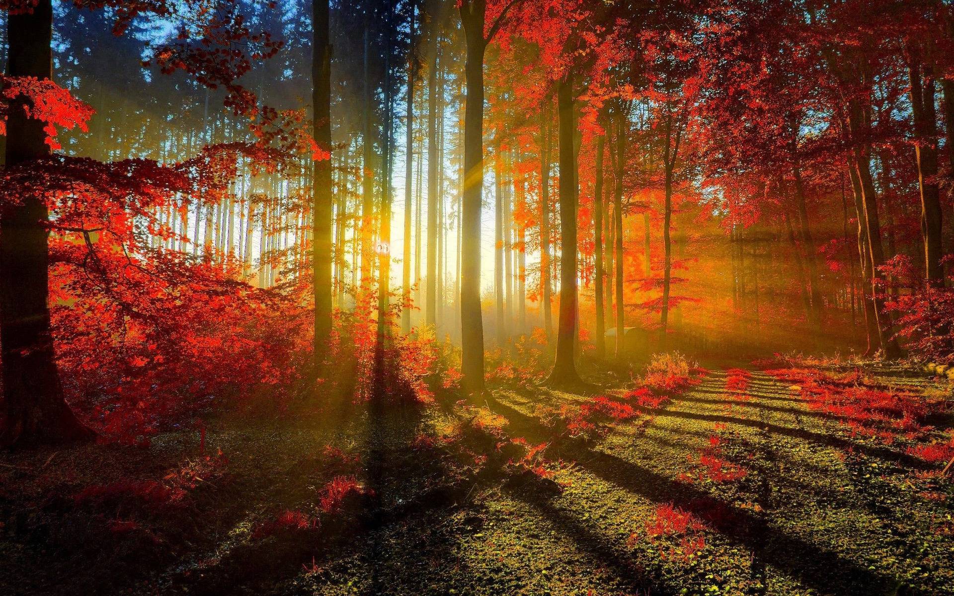Fall Wood Wallpaper