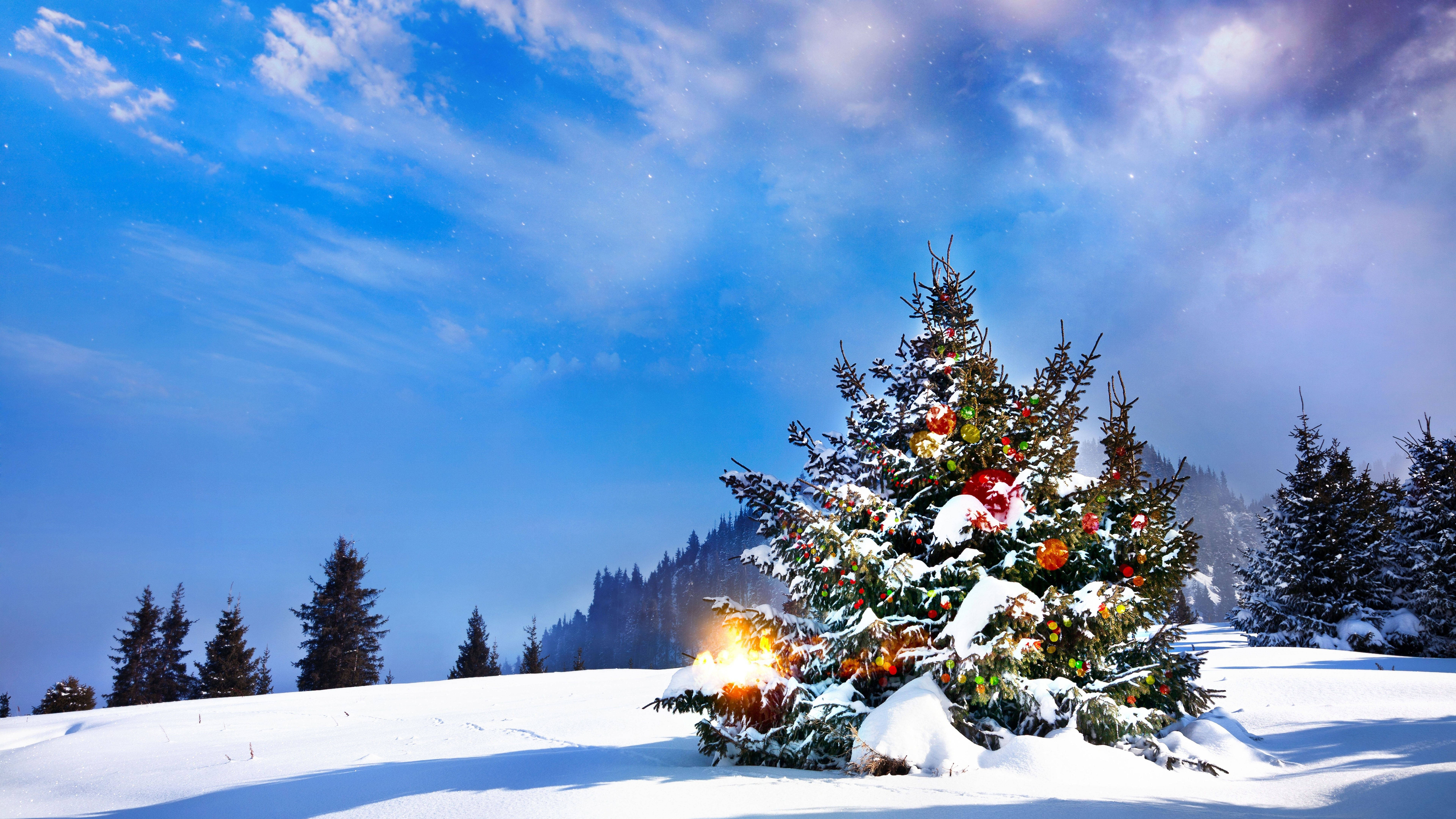 Download 8k Christmas Tree Outdoors Wallpaper