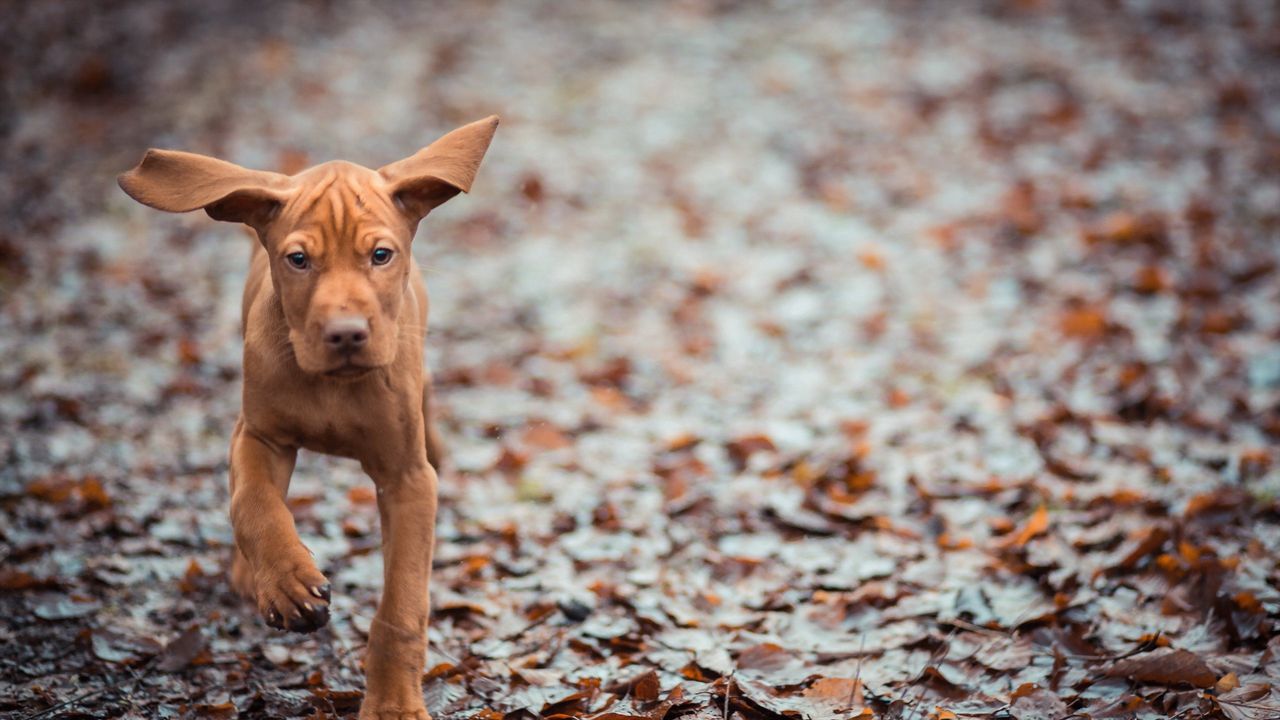 Wallpaper dog, leaves, fall, run, ears hd, picture, image