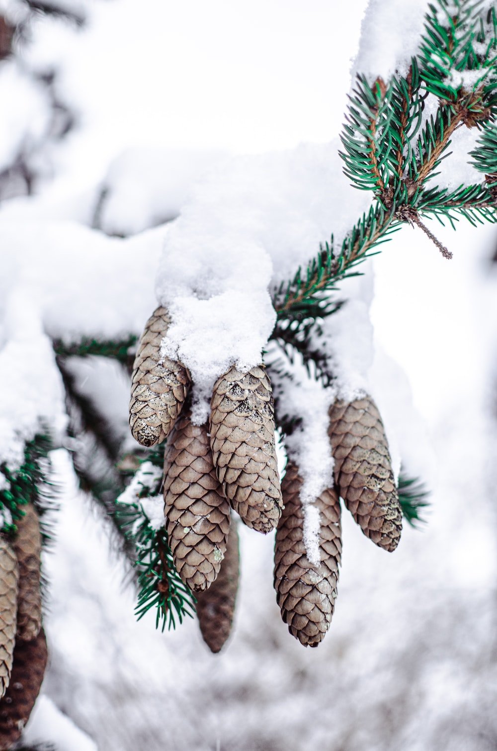 Winter Pinecones Wallpapers - Wallpaper Cave