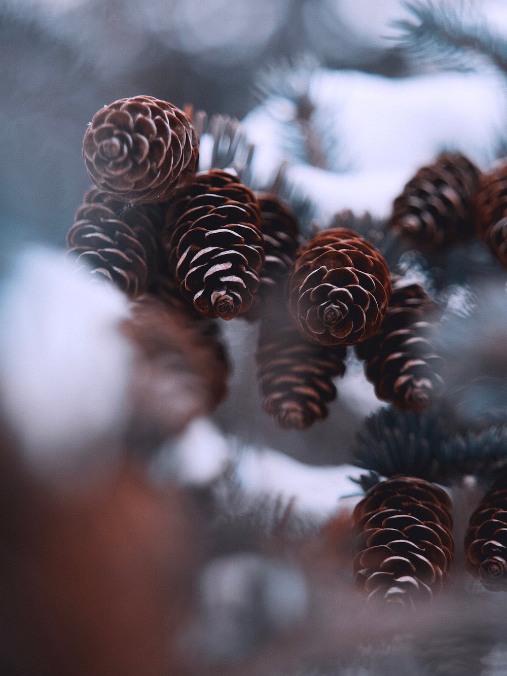 Winter Pinecones Wallpapers - Wallpaper Cave
