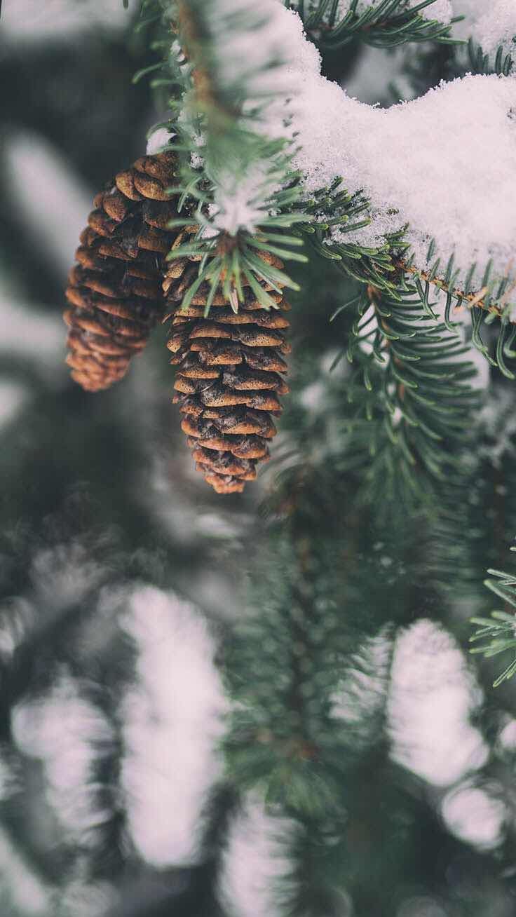 iPhone and Android Wallpaper: Wintery Wallpaper for iPhone and Android. Wallpaper winter, Telefon hintergrundbilder, Weihnachtshintergrund