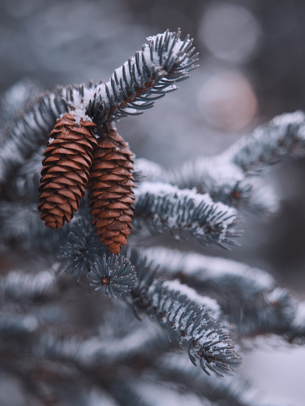 Winter Pinecones Wallpapers - Wallpaper Cave