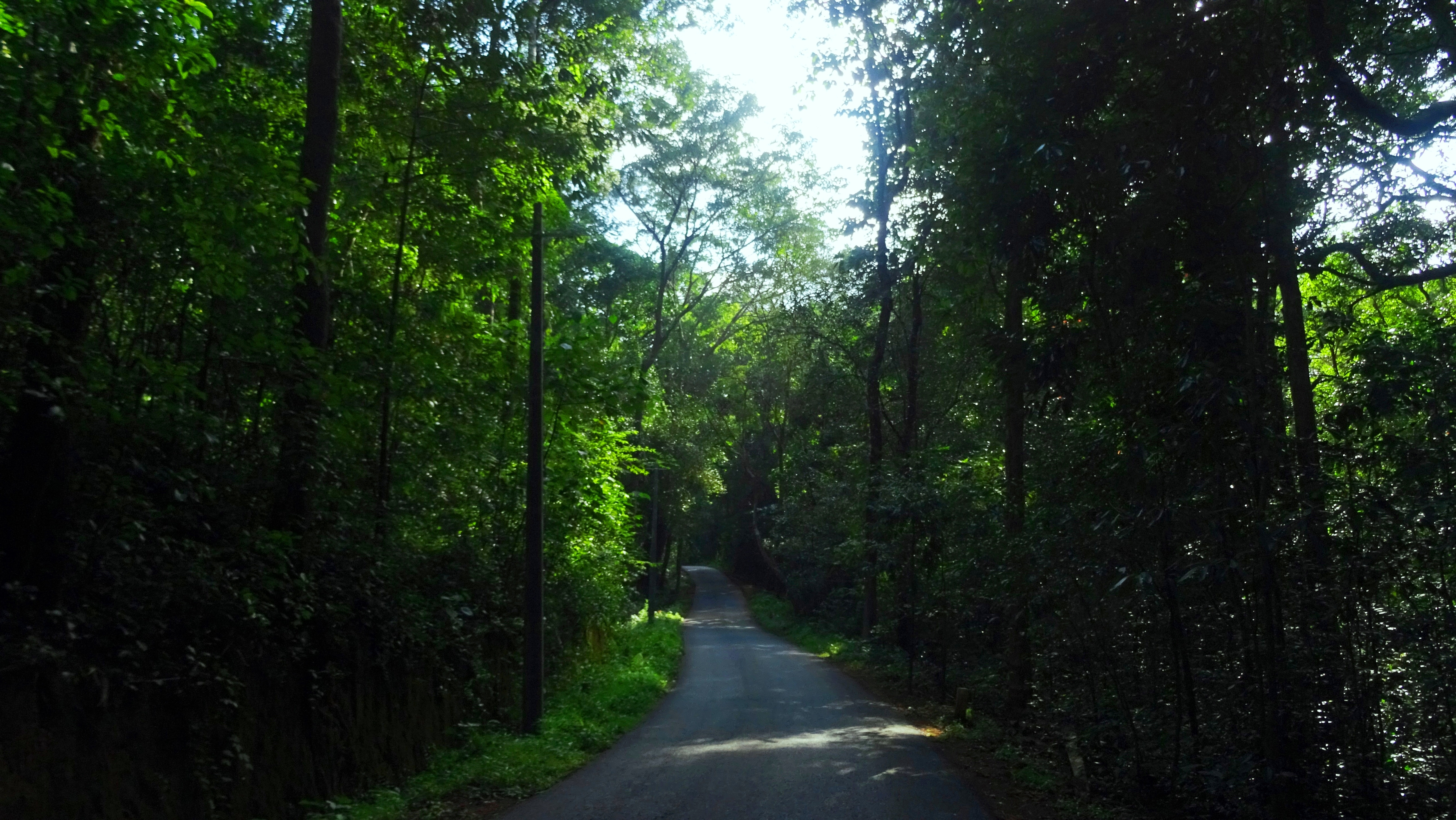 Bandadukka forest in Kasaragod