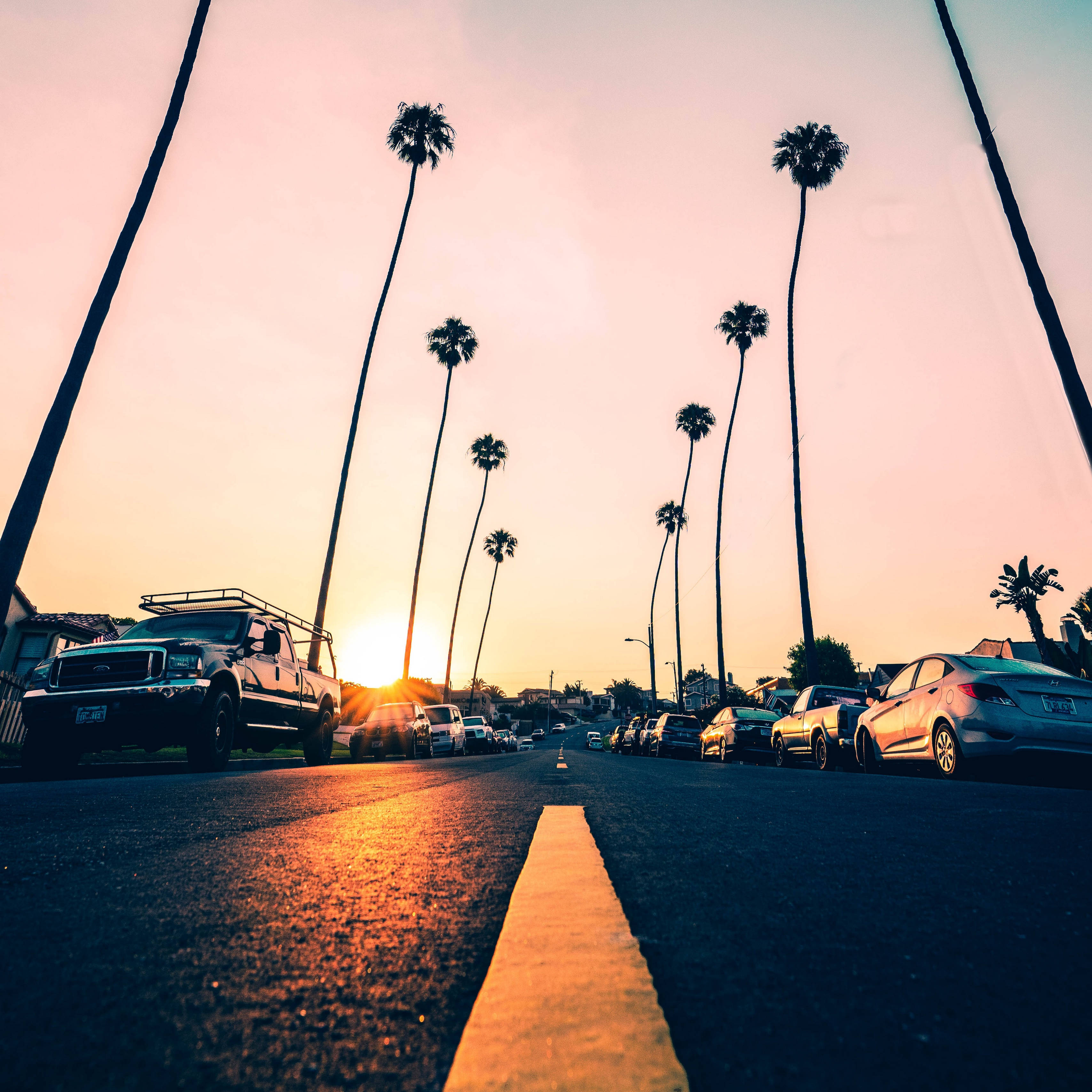 Download California Road With Palm Trees Wallpaper