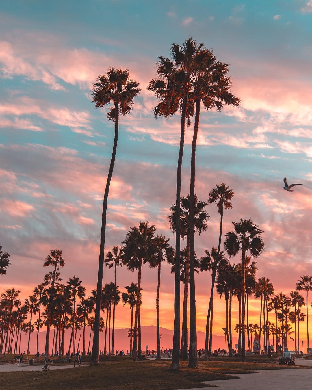 Amazing sky and palm trees, Los Angeles, California. #visitcalifornia #travel #wanderlust #california #losangeles. Wallpaper paisagem, Viagens, Fotos de paisagem
