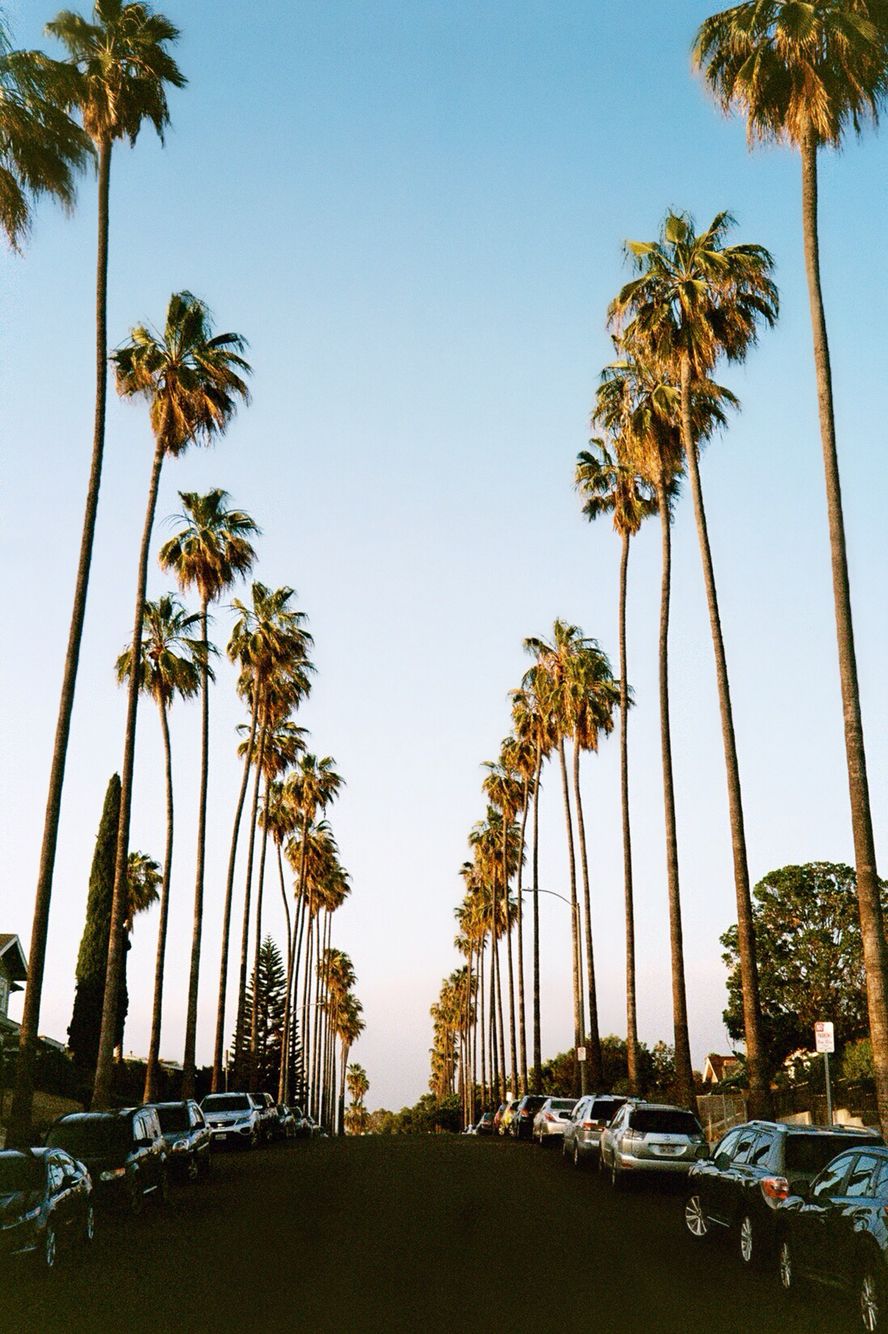Palms street. Los angeles palm trees, Beach sunset wallpaper, California photography