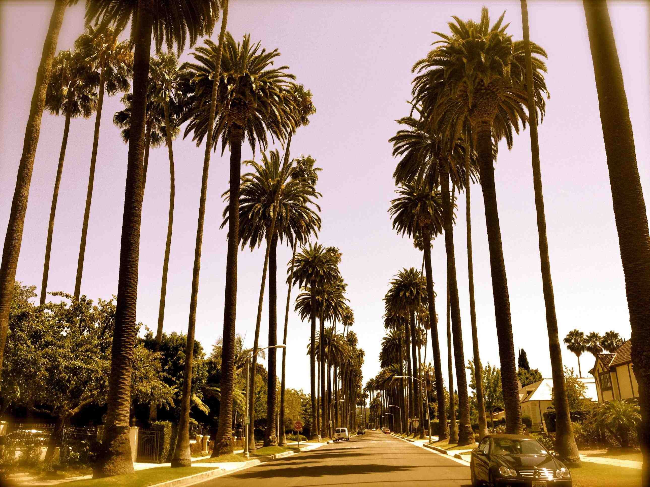 Los Angeles Palm Trees Wallpaper Free Los Angeles Palm Trees Background