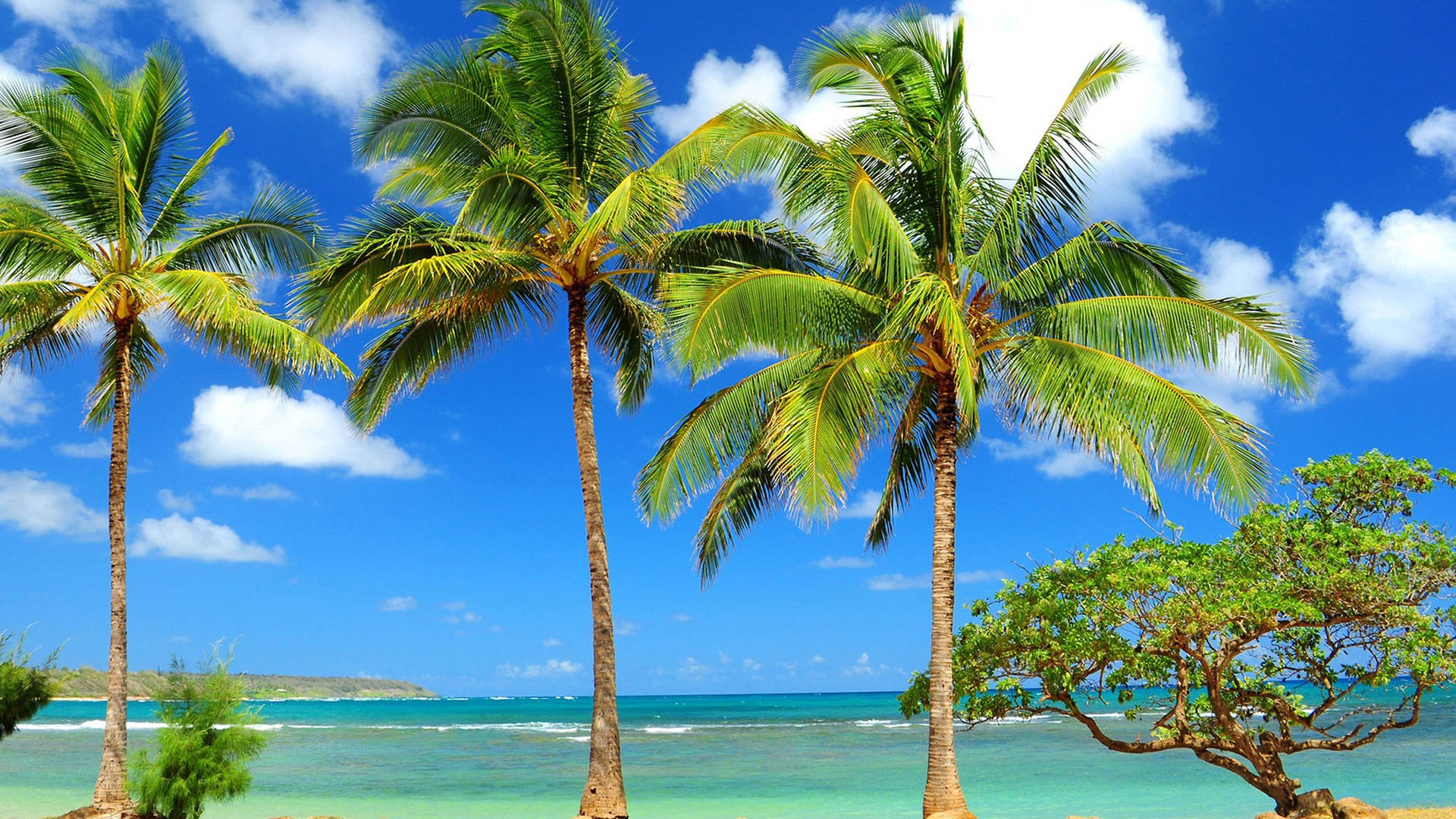 Download Kiribati Island Palm Trees Wallpaper