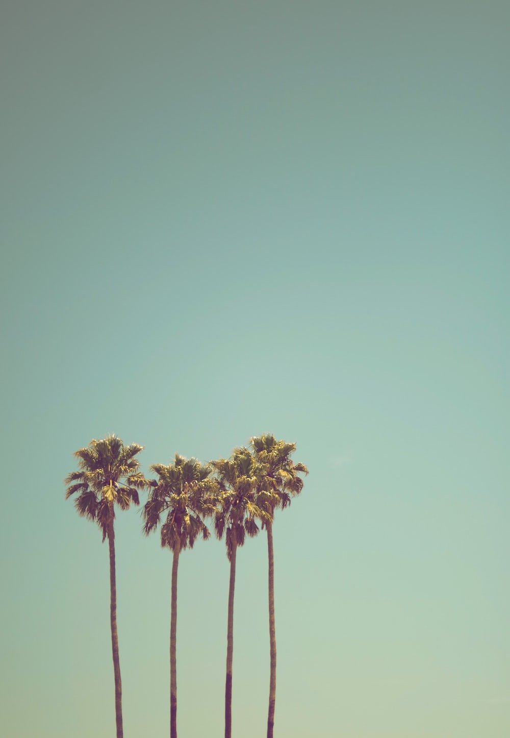 California Palm Trees Picture. Download Free Image