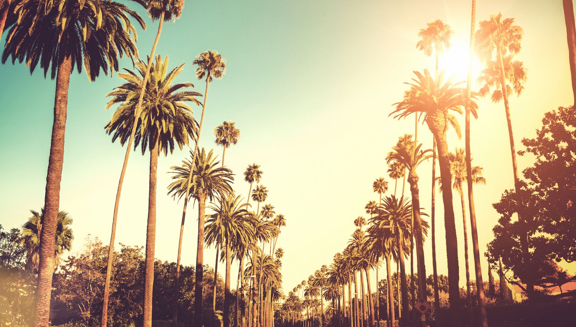 Los Angeles Palm Trees Wallpaper