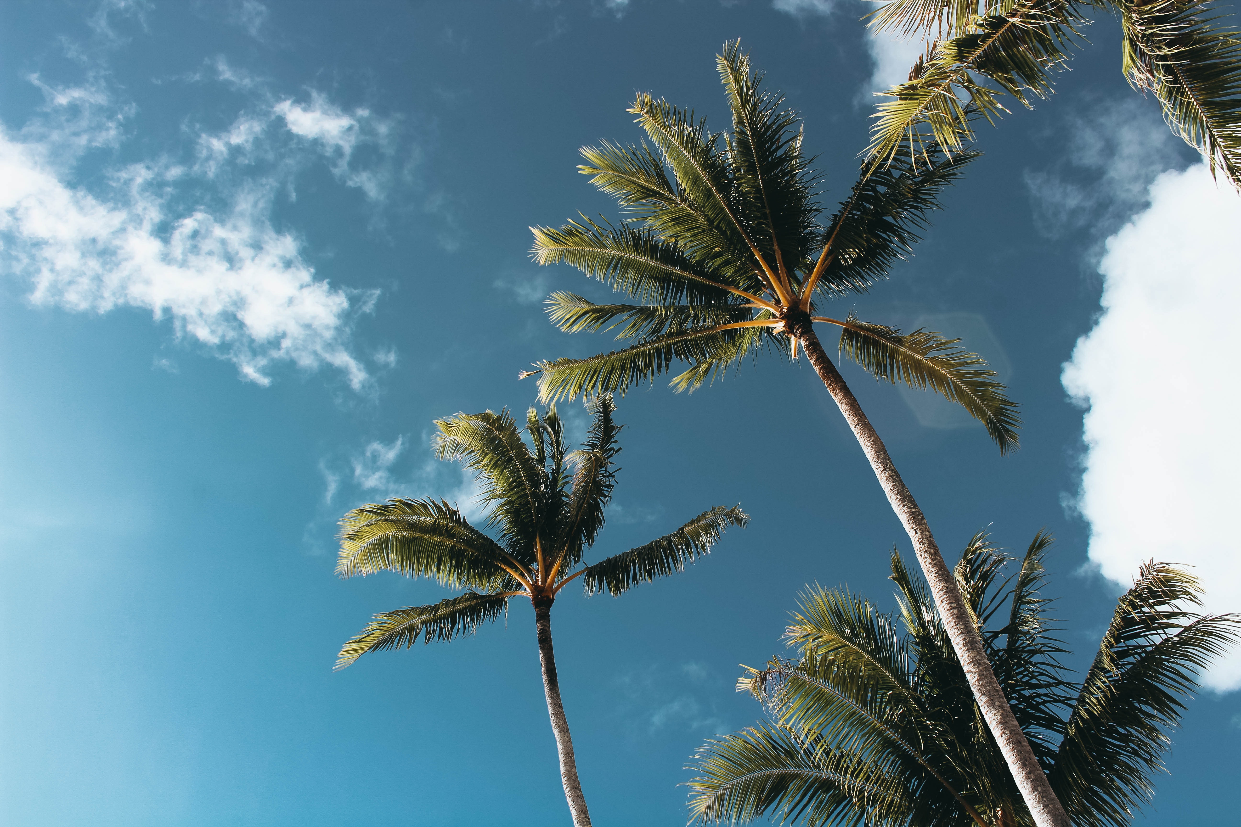 Coconut Trees Photo, Download Free Coconut Trees & HD Image