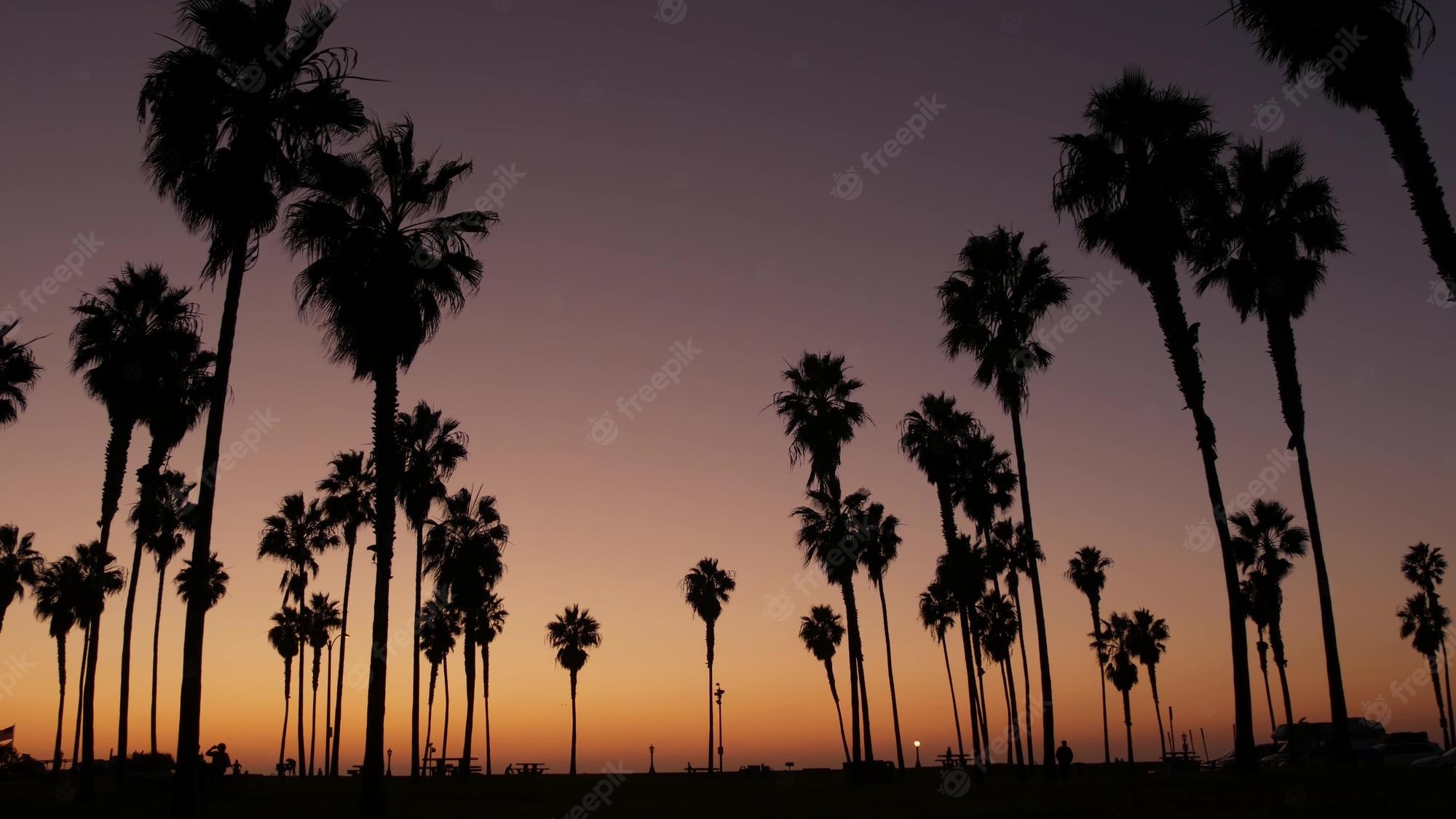Premium Photo. Silhouettes of people and palm trees on beach at sunset california coast usa