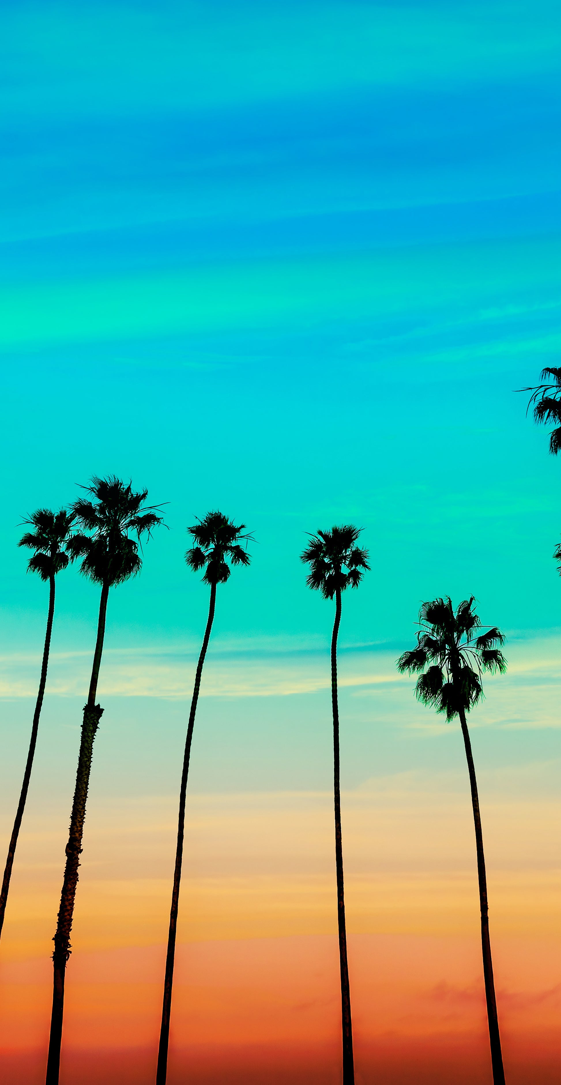 Southern California SoCal Tropical Sunset Palm Trees Wallpaper