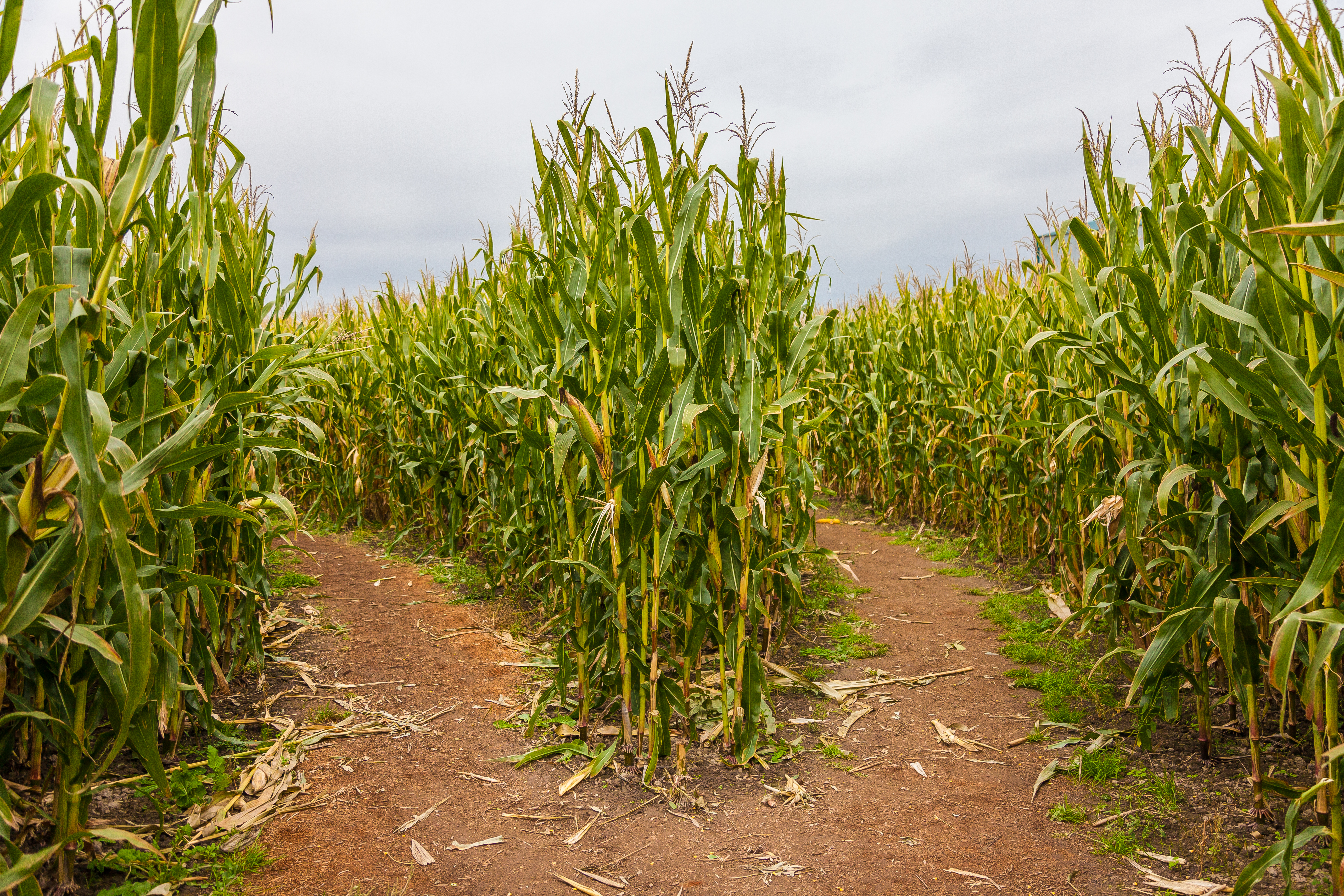 List: Corn mazes in Colorado for 2021