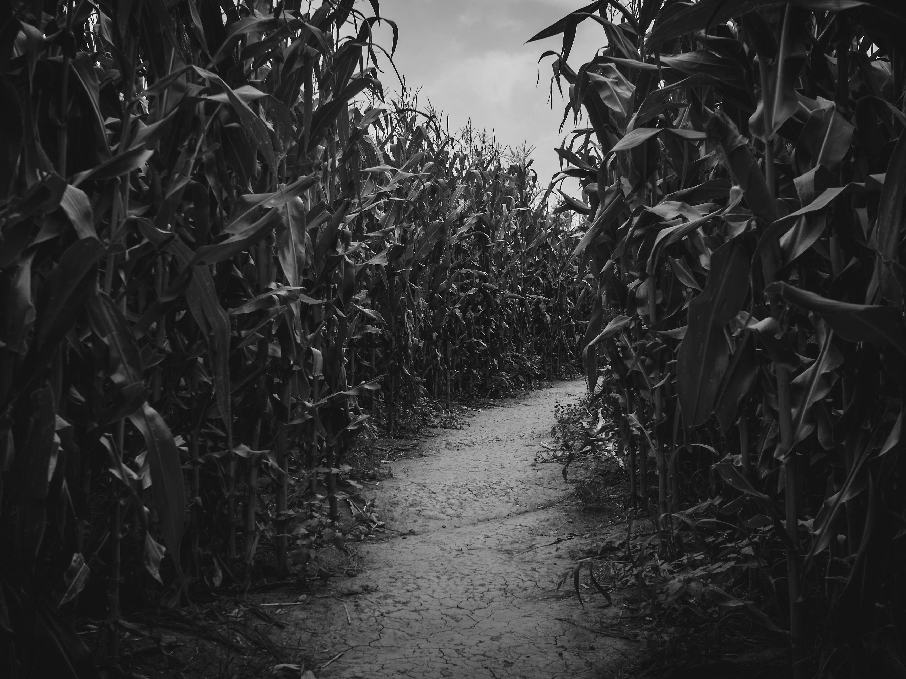 Corn Maze