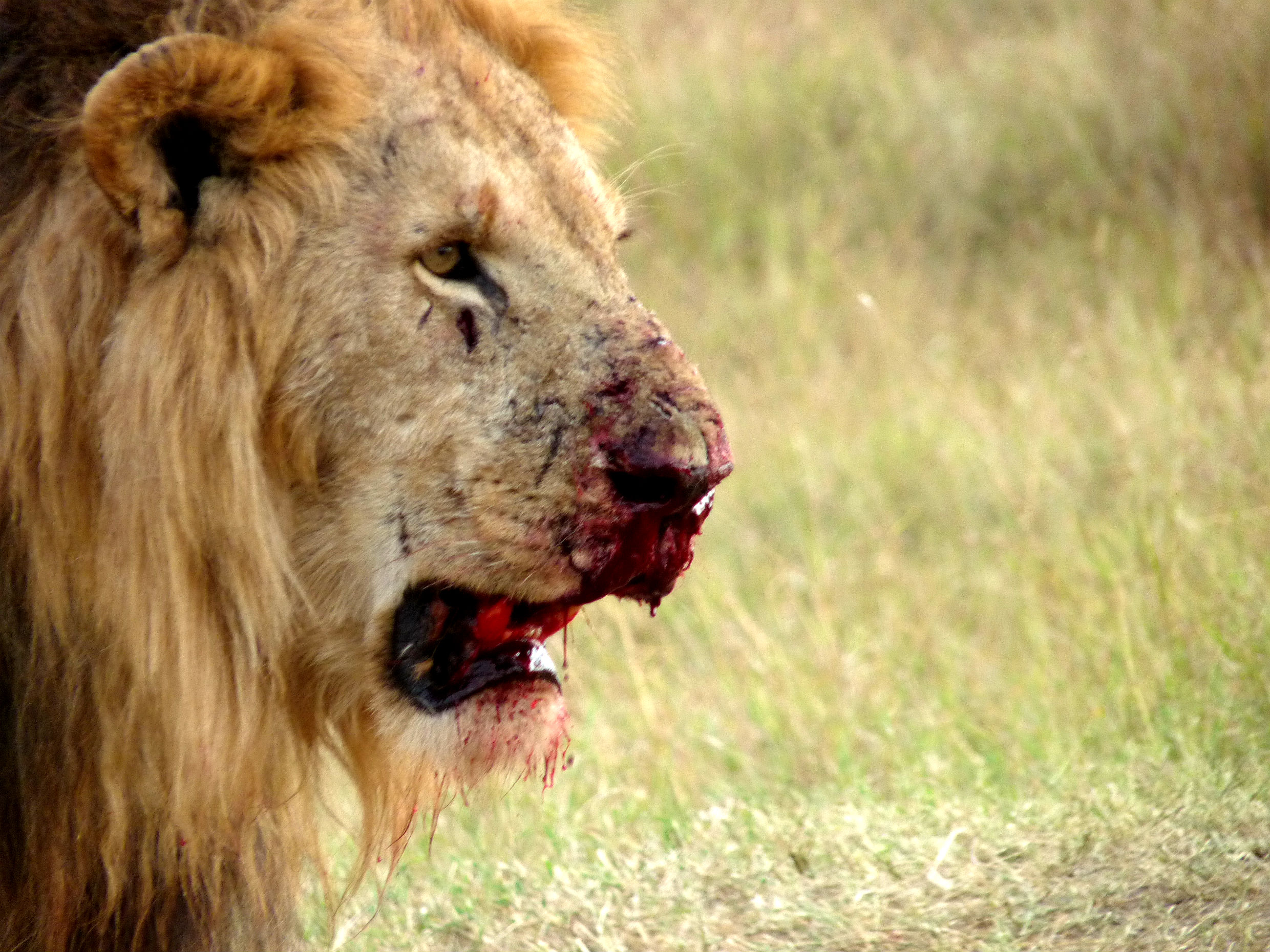 lion, Predator, Battle, Blood, Gd Wallpaper HD / Desktop and Mobile Background