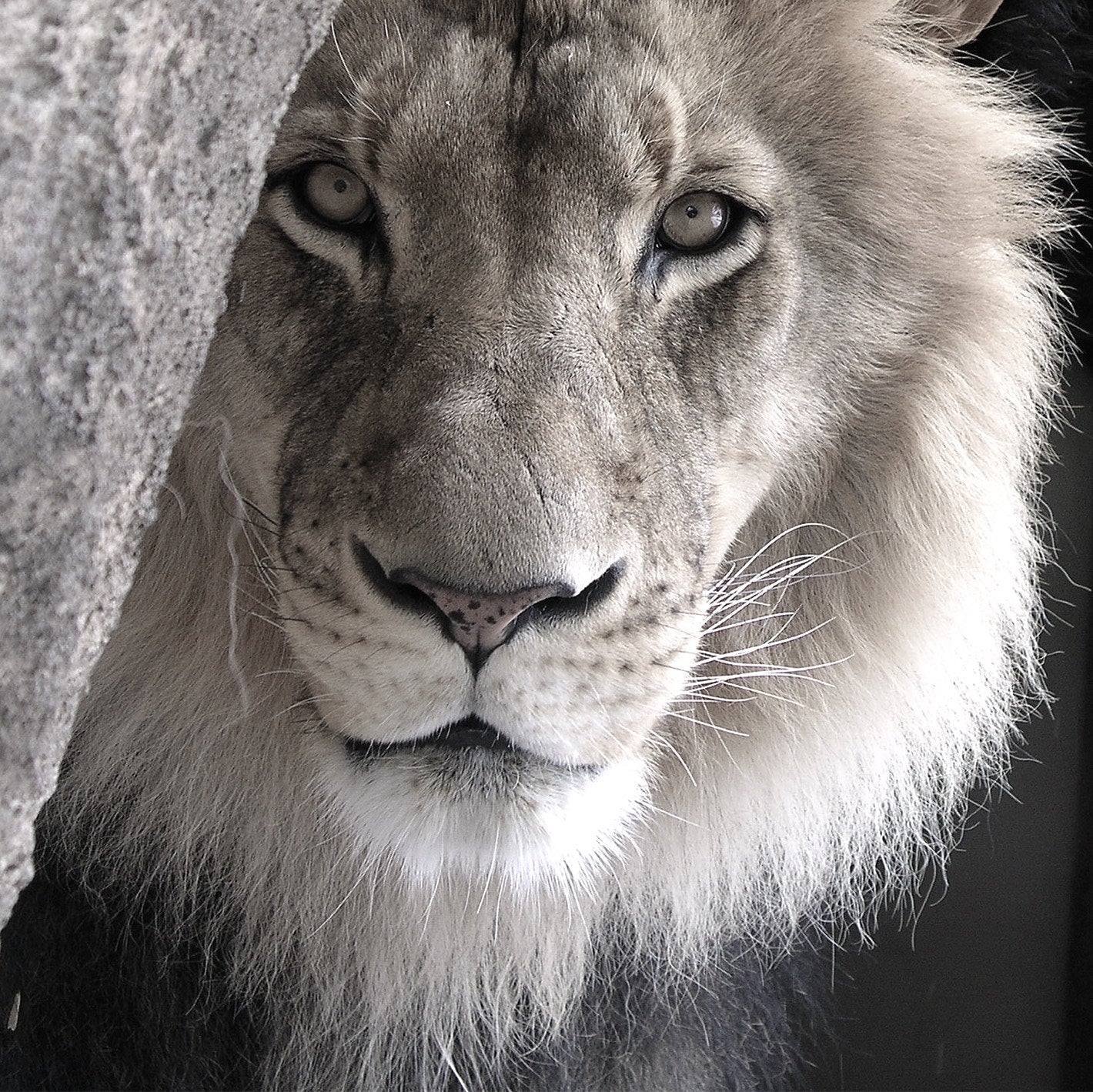 Bloody Lion Wallpapers - Wallpaper Cave