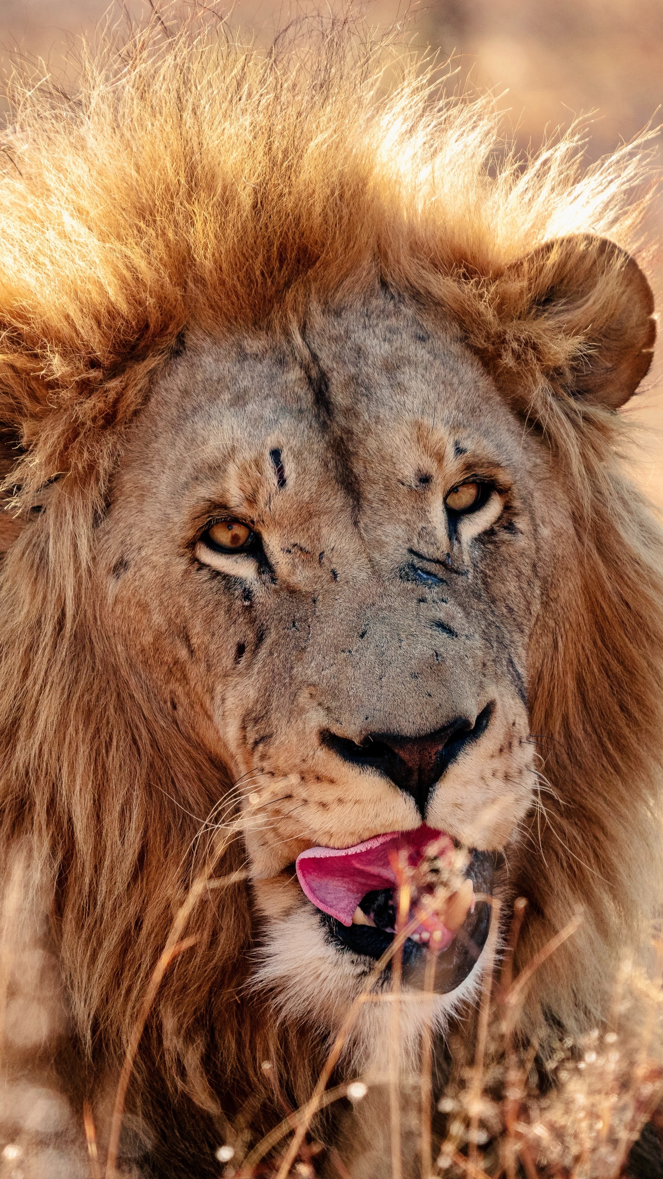 A Close Up Of A Fierce Lion · Free