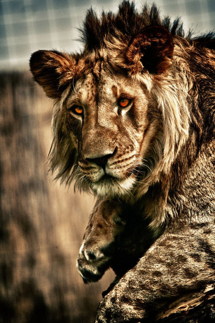 Bloody Lion Wallpapers - Wallpaper Cave