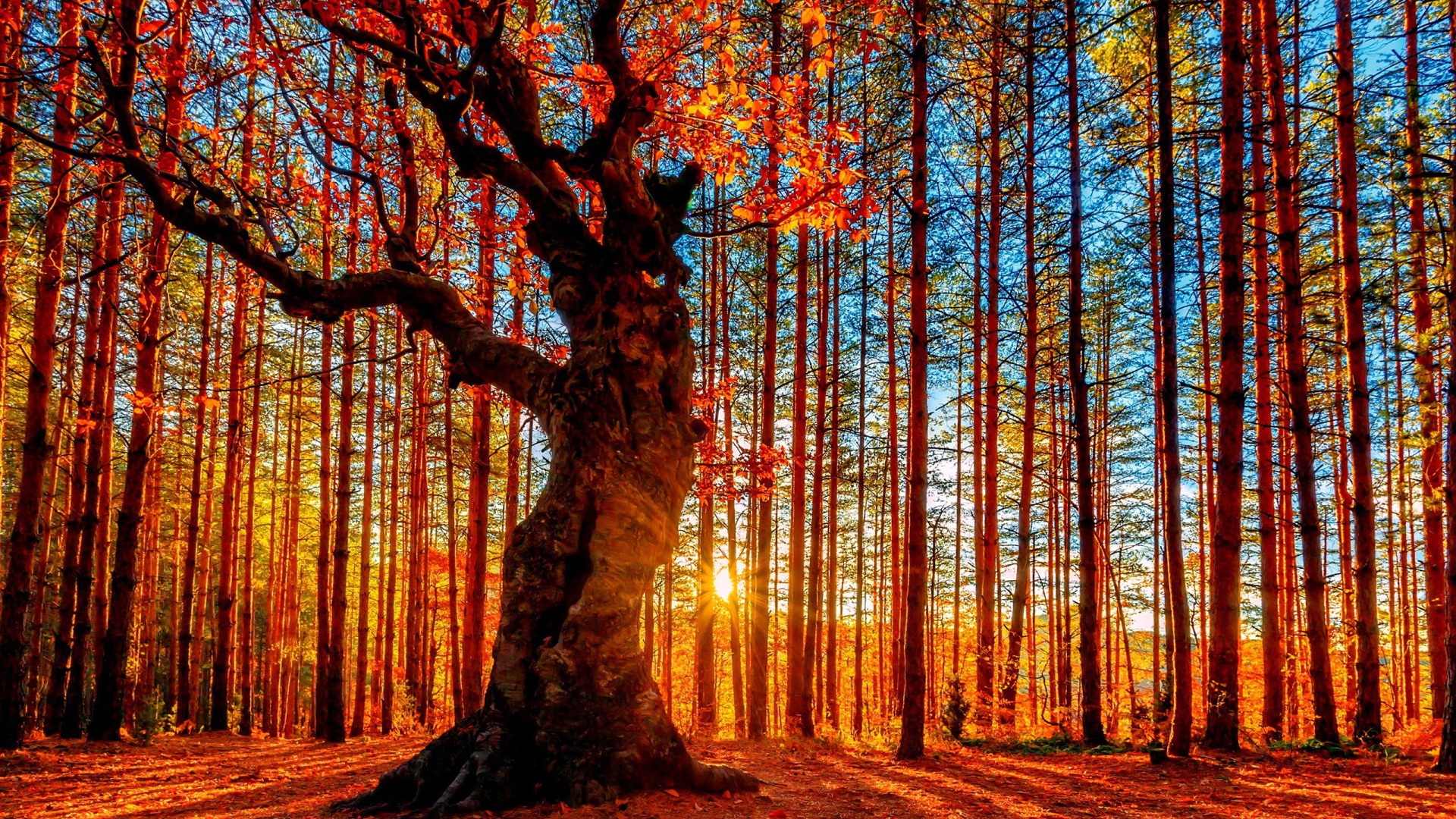 Autumn sun breakses Desktop wallpaper 1920x1080