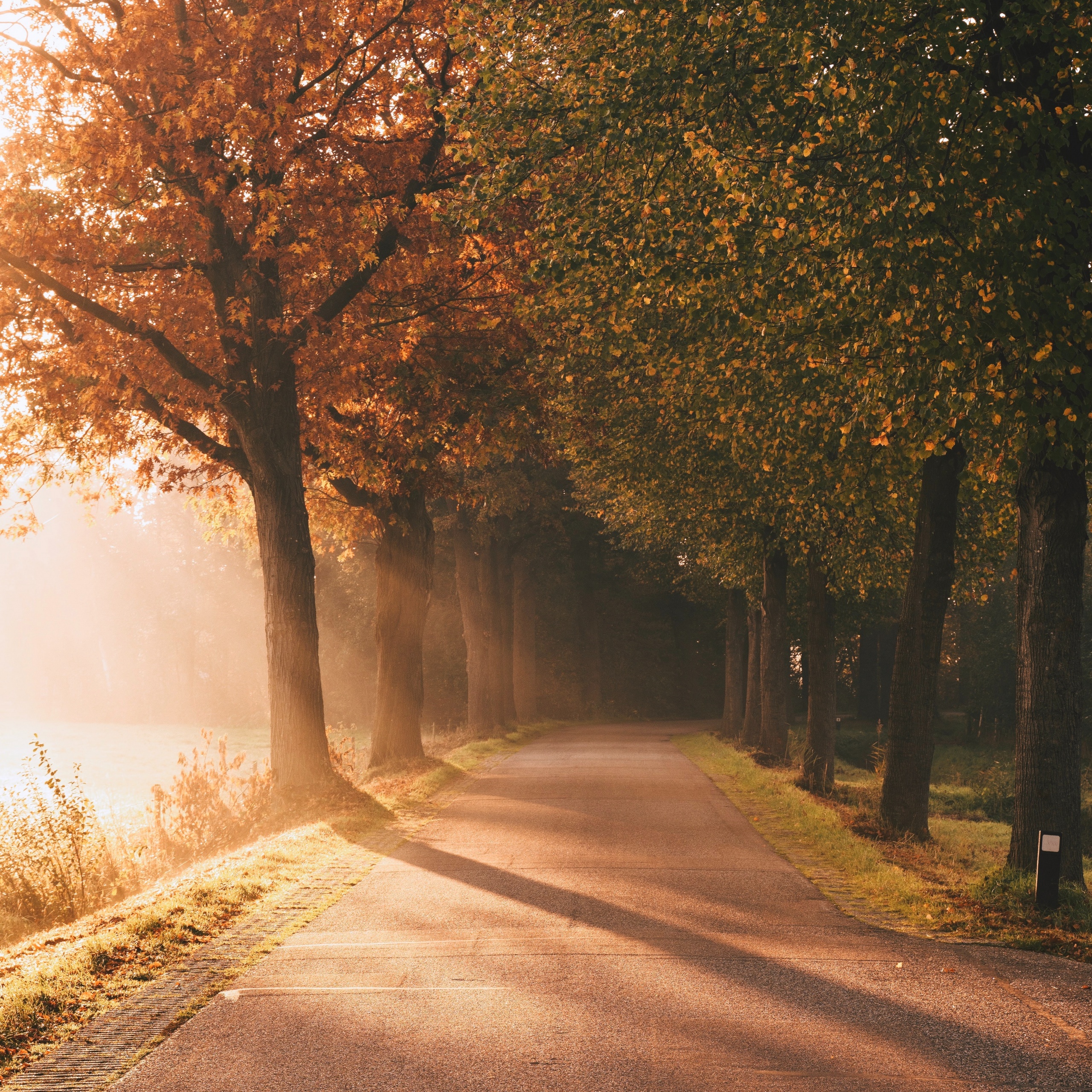 Autumn Wallpaper 4K, Sunlight, Sun rays, Foggy, Morning, Road, Nature