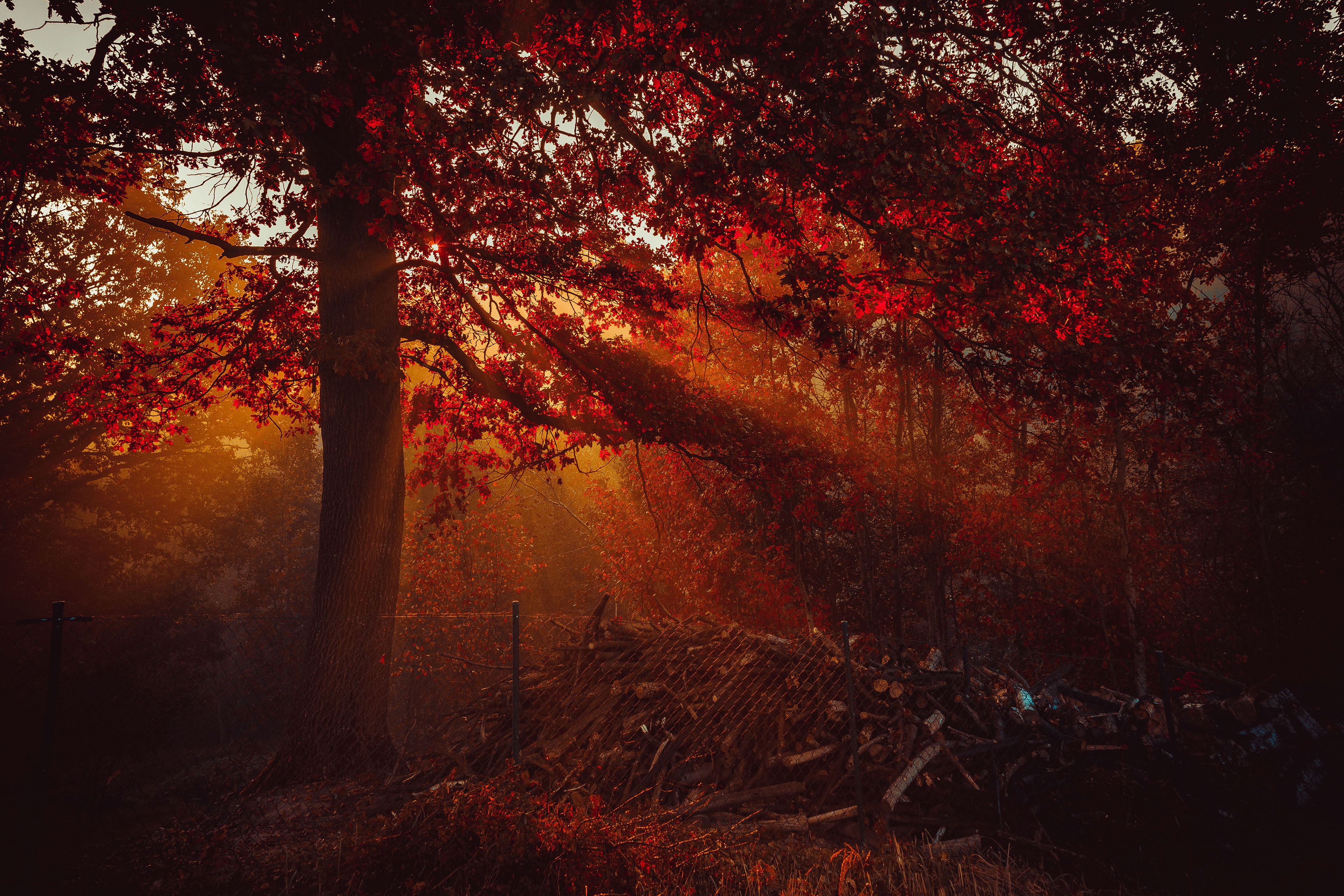 Autumn Wallpaper 4K, Forest, Sunlight, Red background, Trees, Nature