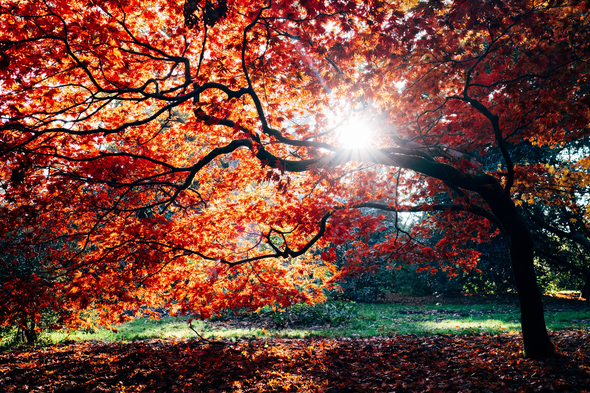 Download Orange Tree Bright Autumn Sunlight Wallpaper
