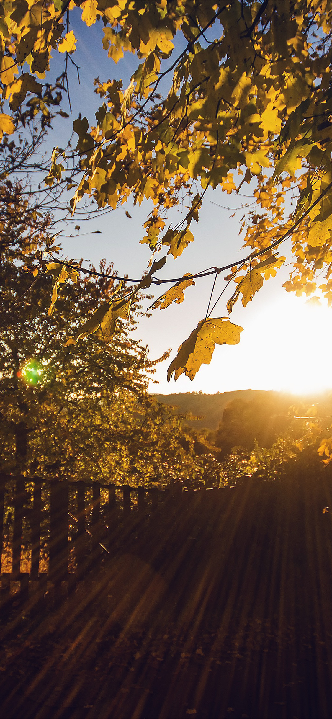 iPhone X wallpaper. morning sunlight fall nature