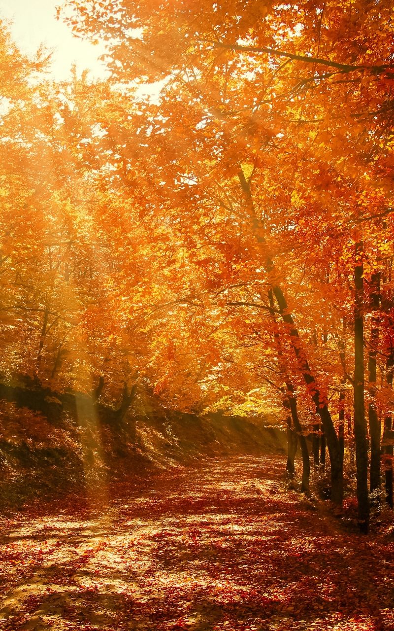 Wallpaper autumn sunlight foliage park forest. Fall wallpaper, Autumn scenery, Fall picture