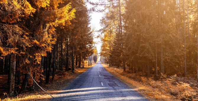 Wallpaper autumn, trees, road, path, sunlight, nature desktop wallpaper, HD image, picture, background, 354046